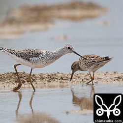 すっかり夏羽に変わったコアオアシシギ。