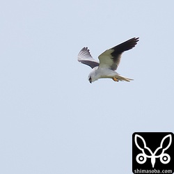 田んぼにはカタグロトビも現れた。