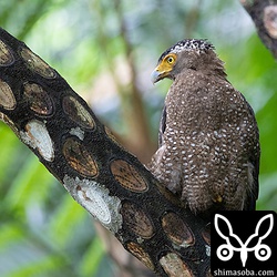 お気に入りのヒカゲヘゴに止まるカンムリワシの成鳥メス。