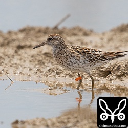 フラッグ付きのウズラシギ 。オーストラリアから7000キロの長旅を経て石垣島で一休み。
