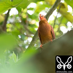 得体の知れないものを捕まえたアカショウビン。ヒヨドリたちにモビングされていた。近くに巣でもあるのか?