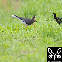 子連れのシロハラクイナ。この時期よく見かけるシーンですが警戒心が強くてなかなか撮影できません。