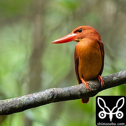 上と同じ個体。ペアが見えなくなっていたので抱卵に入ったと思われます。