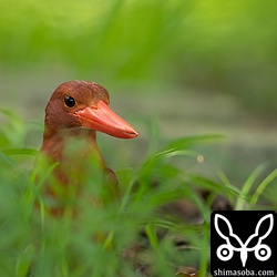 獲物を見つけ地面に降りたアカショウビン。