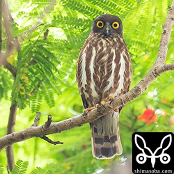 八重山農林高校で5年連続営巣中のアオバズク。メスは抱卵中。