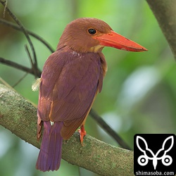 バンナ公園内で見つけたアカショウビン。