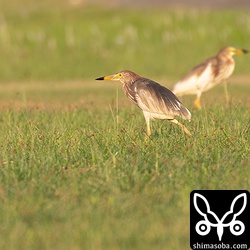 秋田、熊本、千葉で繁殖例があるが西表島は主な繁殖地に環境が近いし、近くに竹林もある。