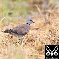 こちらもベニバト成鳥メス。