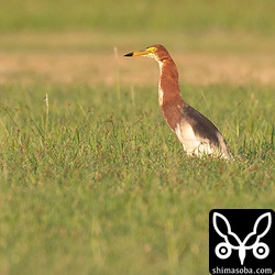 完全夏羽のアカガシラサギ。