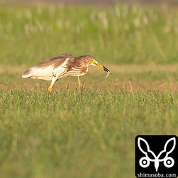大きなイモムシを捕まえた。サギの仲間は、ある程度、獲物を素嚢に貯めてから巣に帰りヒナに与える。