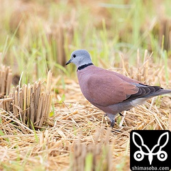 ベニバト成鳥オス。