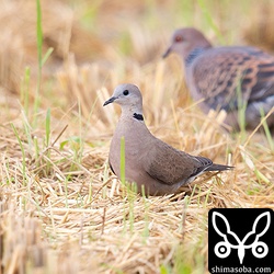 ベニバト成鳥メス。