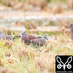 ベニバト3羽とキジバト。ずいぶん大きさが違いますね。