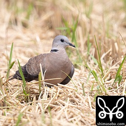 一度はツミに飛ばされたベニバトですが、しばらくすると同じ田んぼに出てきました。リラックスすると座り込んで日光浴を始めました。