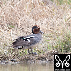 なぜか季節外れのコガモがいました。
