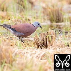 ベニバトは成鳥になるとオスはこのような見事な紅色に染まります。