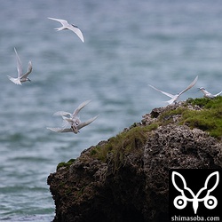 産卵する場所を巡ってエリグロアジサシたちは大騒ぎしていました。