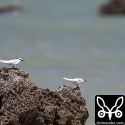 こちらのエリグロアジサシのカップルは戦線離脱。