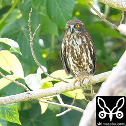 ヒナが大きくなり手狭になった巣から出ているアオバズクのメス。