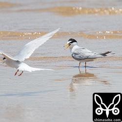 コアジサシも数羽海岸を訪れた。