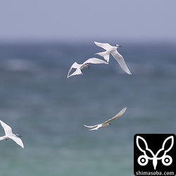 1時間近く空中戦を演じていました。