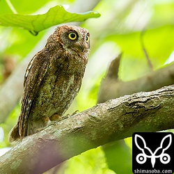 「ホッホー、ホッホー」とさえずるリュウキュウコノハズクのオス。メスは近くで抱卵中。