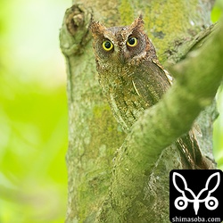 巣を見張るオス。100メートルほど離れた場所からもオスの鳴き声が聞こえてきますが、見つけられませんでした。