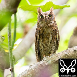 カラスが近くまで来たので羽角を立てて警戒しています。