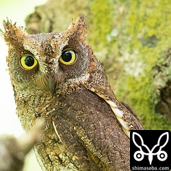 このコノハズクは頭が少し禿げているので個体識別できそうです。