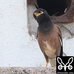 さえずる時は、頭部の羽毛を逆立てていた。