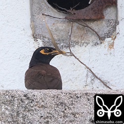 インドハッカの巣材運び。