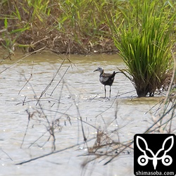 このレンカクには、これ以上近づけなかった。