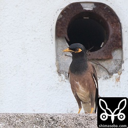 換気口で営巣するインドハッカ。