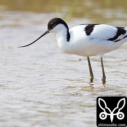 ソリハシセイタカシギ成鳥のオス夏羽。