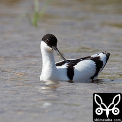 しばらく水に浮いていると思ったら。