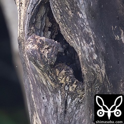 ヒナはかなり成長している。あと2〜3日で巣立つでしょう。