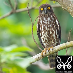 営巣木の近くで見張るリュウキュウアオバズクのメス。