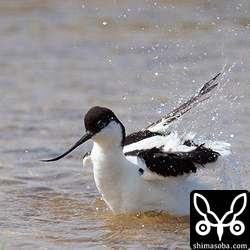 水浴びを始めました。