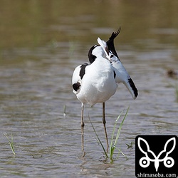 入念に羽繕いするソリハシセイタカシギ。