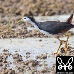 シロハラクイナが目の前を横切った。よく見れば、こちらも美しい色合いをしています。