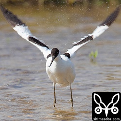 水浴び後のソリハシセイタカシギは羽ばたいて水を飛ばしていた。