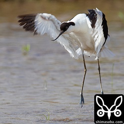 また羽ばたく。体が浮き泥のついていない足趾が見えた。美しい青灰色です。