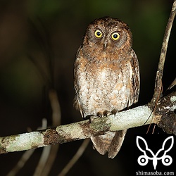 コノハズクのオス。