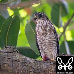 リュウキュウツミの巣立ちビナ。ヒナは2羽いましたが撮影できたのは1羽だけ。足には親鳥にもらった獲物をつかんでいる。獲物はメジロかな?