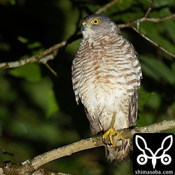 尾羽が短く、シルエットではツミの巣立ちビナに見えた個体。よく見るとリュウキュウツミの若いメスでした。近くで繁殖しているのだろうか。