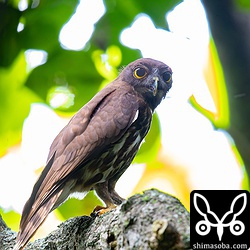 上のヒナたちの親鳥。オスと思われます。
