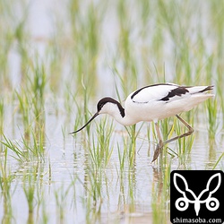 警戒心ゼロの個体です。