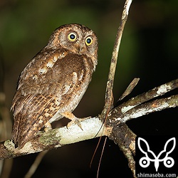 「ホッホー、ホッホー」と縄張りを宣言していた。