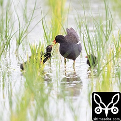 バンは4羽のヒナと両親の6羽が田んぼで散歩。