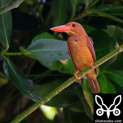 上の一人っ子アカショウビンの親鳥。オスと思われます。